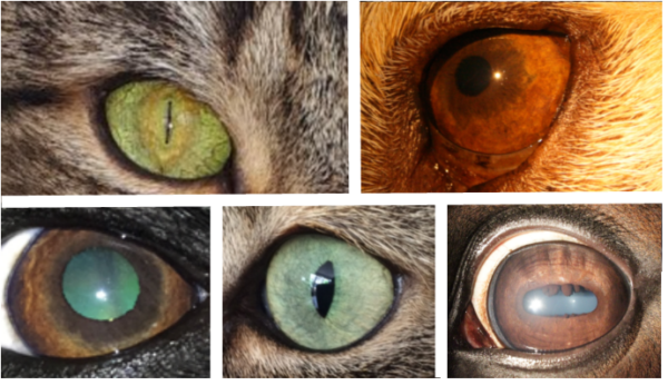 Klassikale cursus iriscopie voor dieren, thema spijsverteringsproces