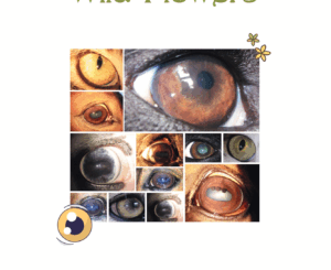 Cursus iriscopie voor dieren, thema spijsverteringsproces