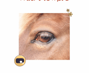 Cursus iriscopie voor paarden, thema spijsverteringsproces