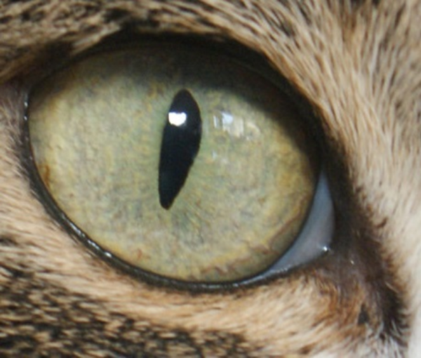 Cursus iriscopie voor dieren, thema spijsverteringsproces 3