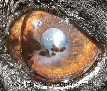 Ausbildung Iridologie für Tiere 6