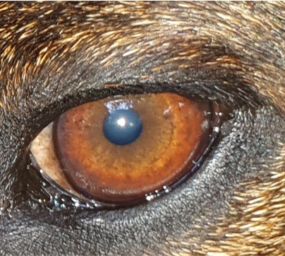 Ausbildung Iridologie für Tiere 9