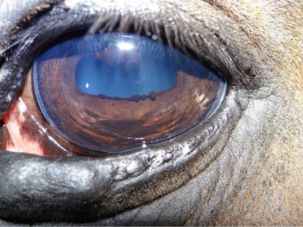 Ausbildung Iridologie für Tiere 14