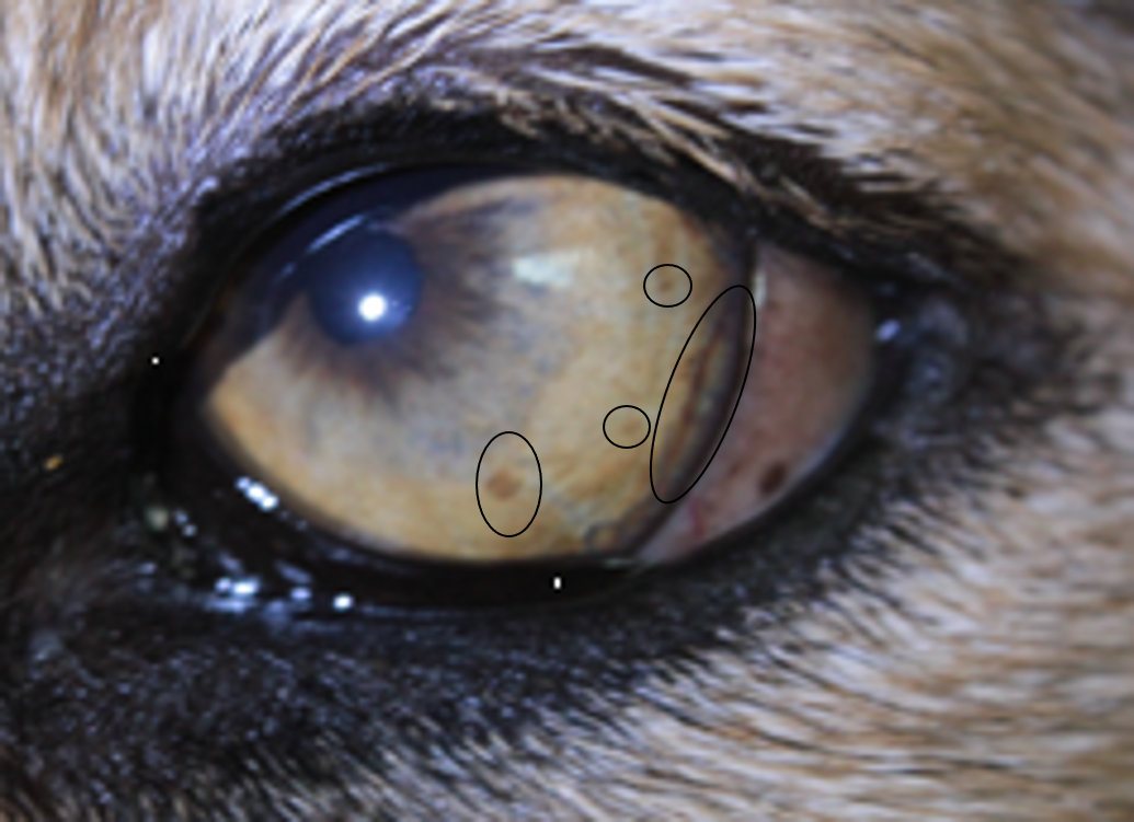 Ausbildung Iridologie für Tiere 12