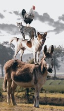 Geboorte dag calculator 3