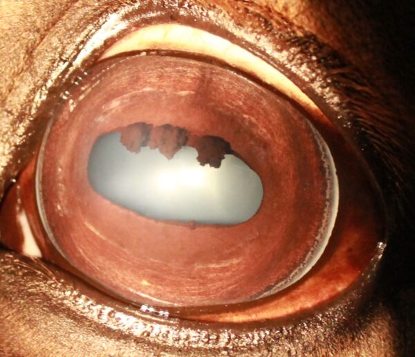 Cursus iriscopie voor dieren, thema spijsverteringsproces 4