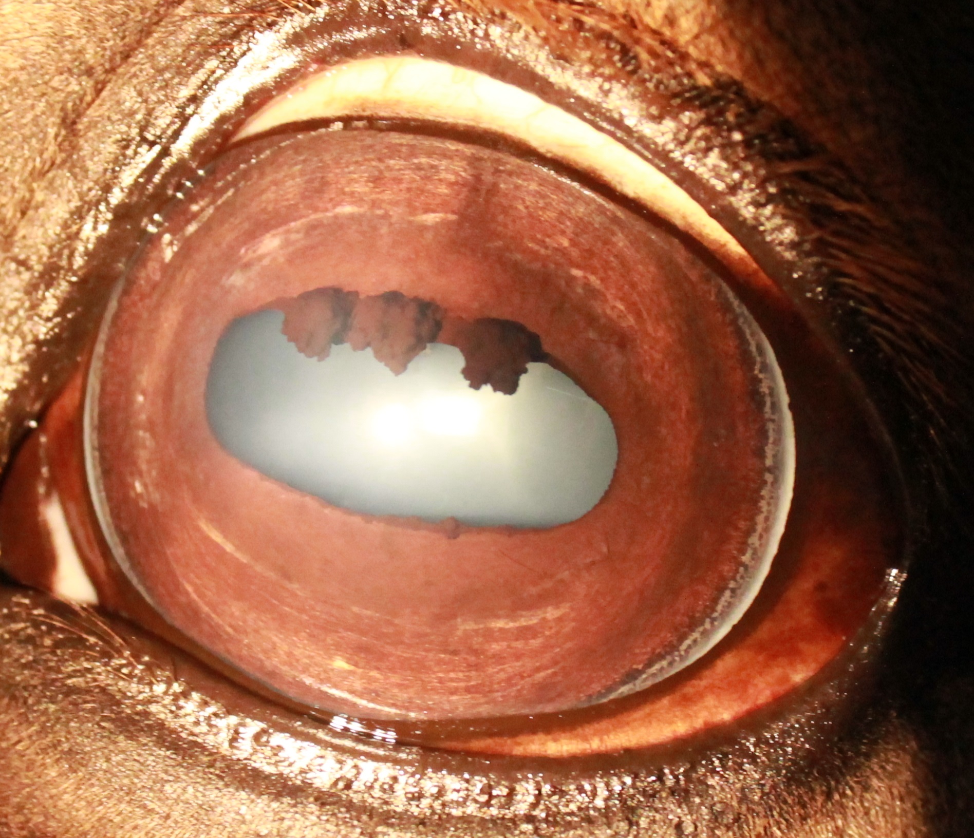 Präsenzunterricht iridologie für Tiere, Thema Verdauung 4