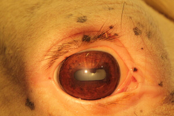 Cursus iriscopie voor paarden, thema spijsverteringsproces 4