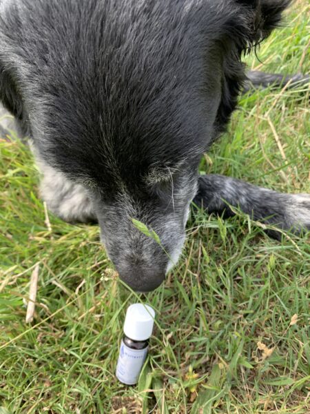 BOEK Aromatherapie bij honden en paarden 3