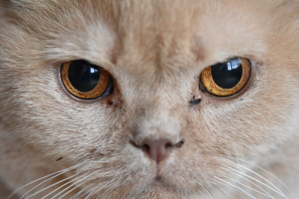 Iriscopie voor dieren opleiding, klassikaal-thuisstudie 3