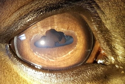 Cursus iriscopie voor paarden, thema spijsverteringsproces 2