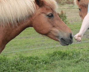 BOEK Aromatherapie bij honden en paarden