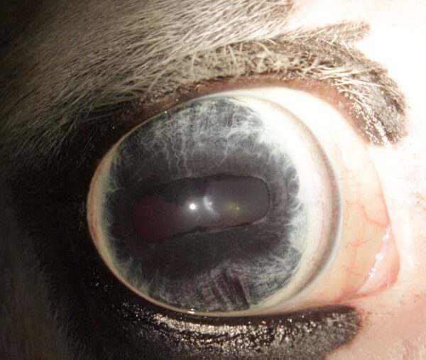Iriscopie voor dieren opleiding, klassikaal-thuisstudie 4