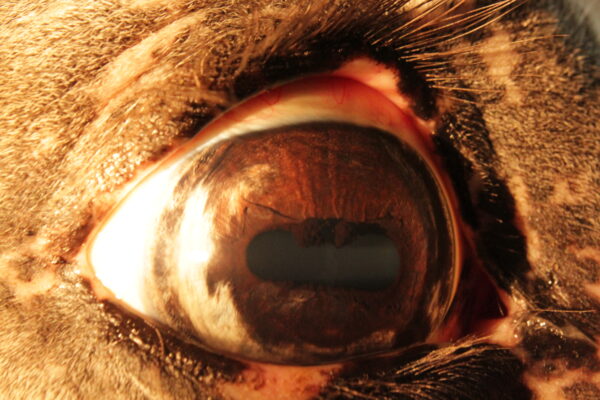 Iriscopie voor paarden opleiding, klassikaal en/of online 2