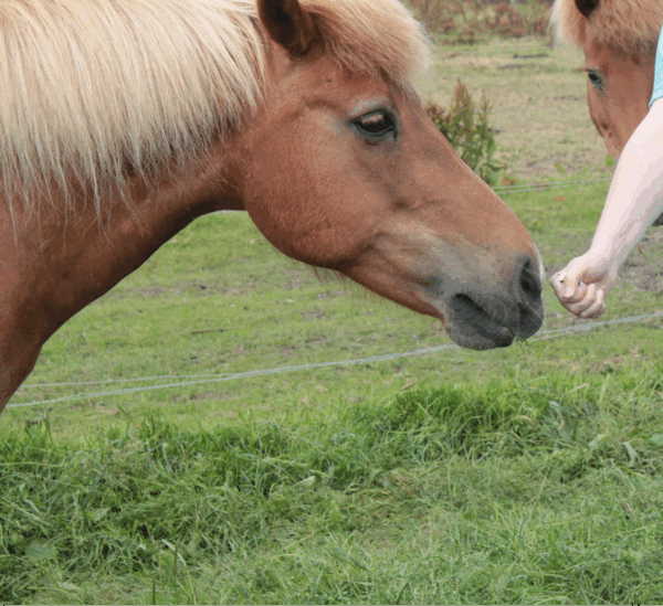 BOEK Aromatherapie bij honden en paarden 2