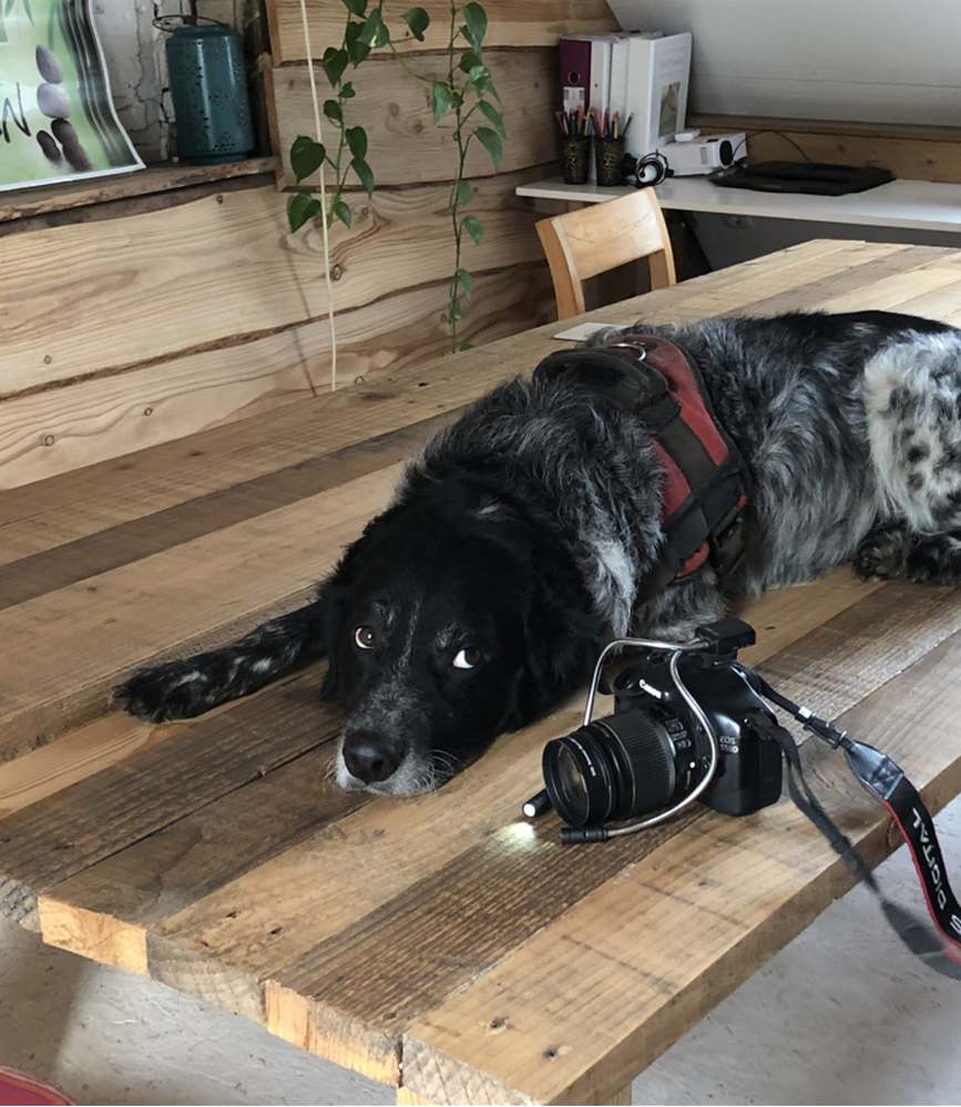 Foto voorkant Iriscopie voor dieren opleiding, klassikaal-thuisstudie 1