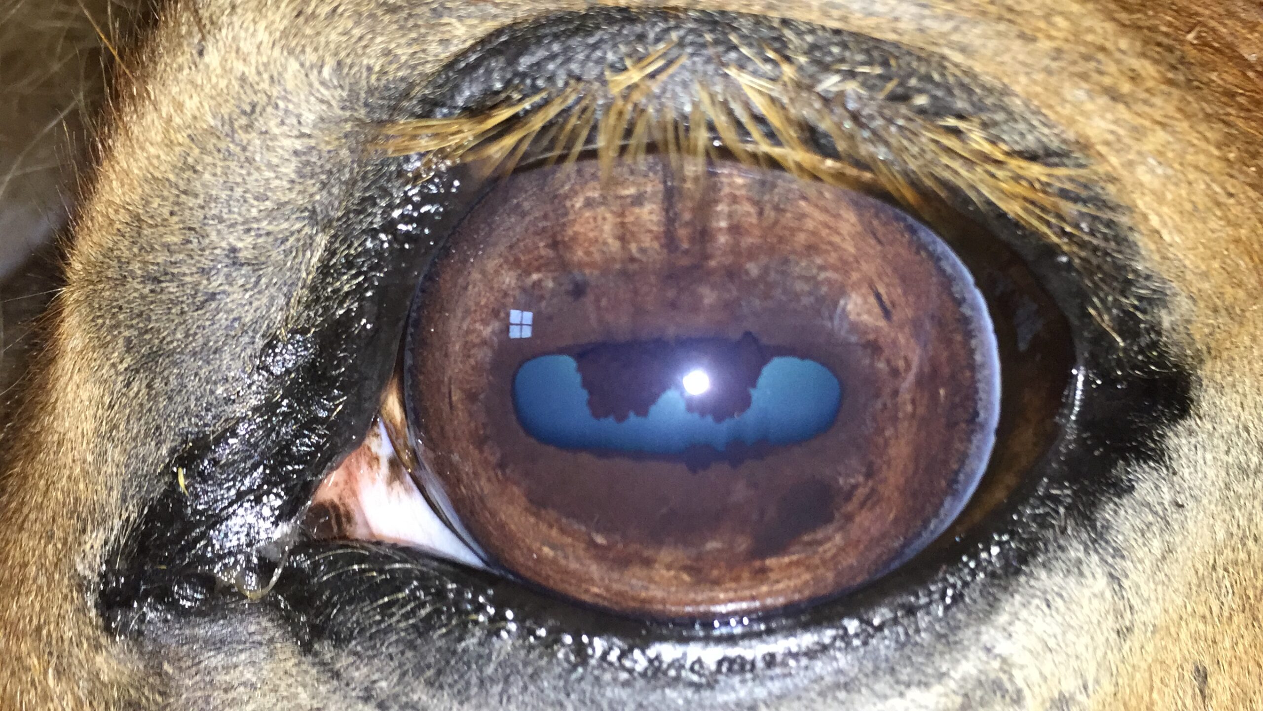 Präsenzunterricht Iridologie für Pferde, Thema Verdauung 3