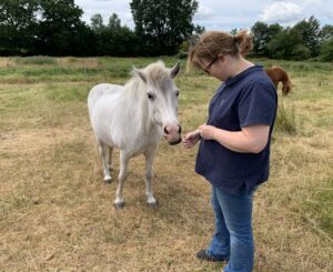 Workshop aromatherapie bij honden en paarden, thema eczeem