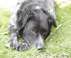 Klassikale workshop aromatherapie bij honden en paarden, thema chakra's