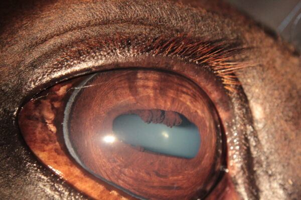 Iriscopie voor paarden opleiding, klassikaal en/of online 4