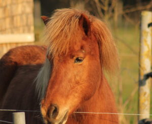 Klassikale workshop aromatherapie bij honden en paarden, thema eczeem