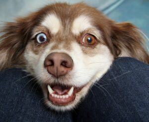 Workshop Aromatherapie bij honden en paarden, thema chakra's