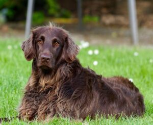 Workshop aromatherapie bij honden en paarden, thema healing