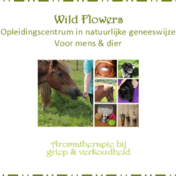 Aromatherapie gids bij griep en verkoudheid